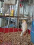 Млади канарчета !, снимка 1