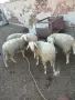 Шилета_________, снимка 1