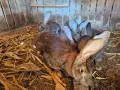 Зайци белгийски великан , снимка 17