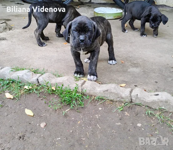 Продавам кученца Кане Корсо , снимка 2 - Кане корсо - 56329358