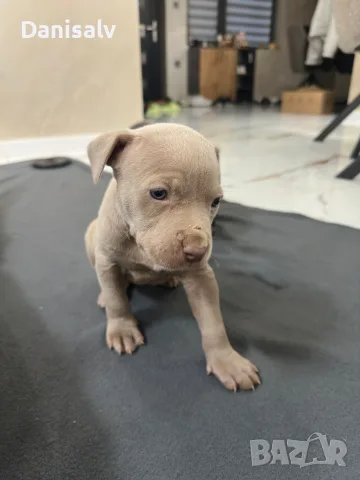Питбул Блу нос/ Pitbull Blue nose, снимка 5 - Питбул - 56749748