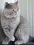 Продавам британски котета , снимка 13