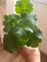 ЮГ Лакомый кусочек , снимка 3