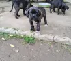 Продавам кученца Кане Корсо , снимка 2