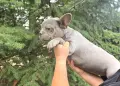 Син със сини очи френски булдог, снимка 5