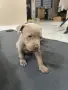Питбул Блу нос/ Pitbull Blue nose, снимка 5