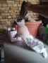 Зайци белгийски великан и пеперуда , снимка 2