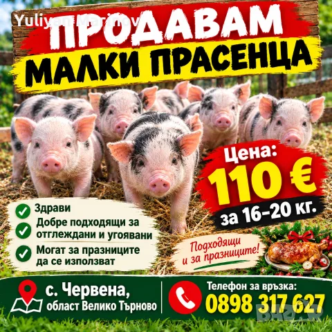 малки прасенца за Продан 