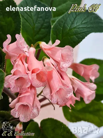 Сортова синингия (Sinningia) Pink Elf, снимка 4 - Стайни растения - 56630766