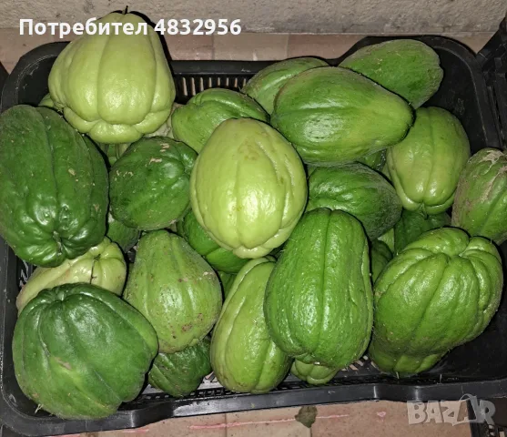 Мексикански краставици (Чайот)