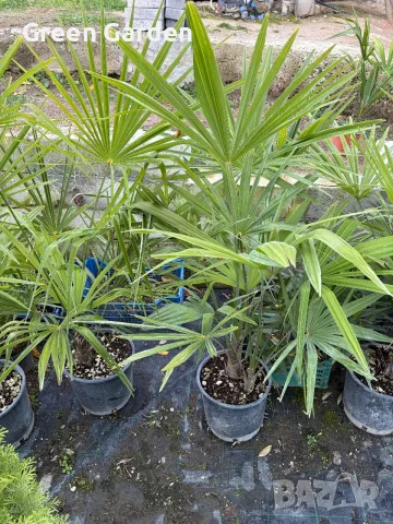 Палми Trachycarpus Fortunei – 1 метър височина