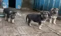 Кученца овчарки , снимка 2