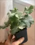 ЮГ Лакомый кусочек , снимка 2