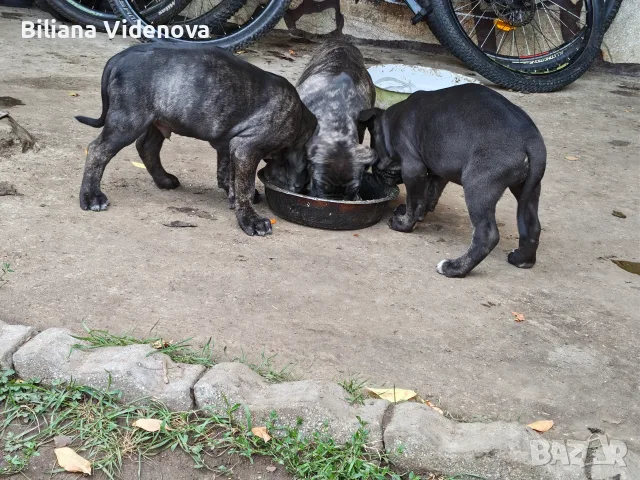 Продавам кученца Кане Корсо , снимка 9 - Кане корсо - 56329358