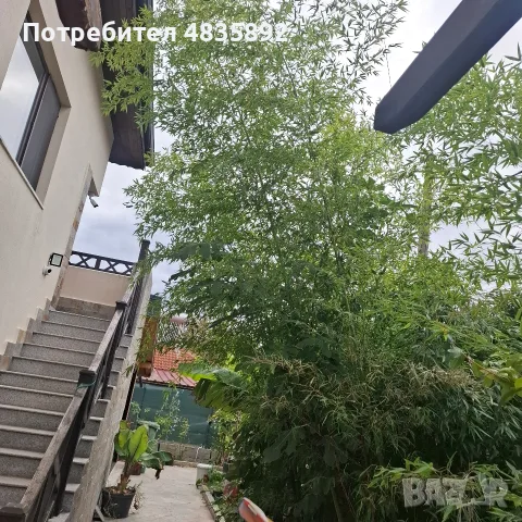 Черен бамбук студоустойчив, снимка 2 - Градински цветя и растения - 56648367
