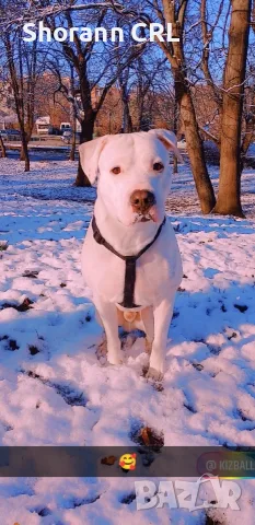 🐾Моят кавалер търси своята дама, за да създадат потомство.♥️