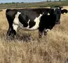 Продавам 10 Бременни Крави, снимка 5