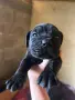 Продавам кученца Кане корсо, снимка 2