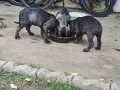 Продавам кученца Кане Корсо , снимка 9