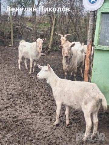 Бременни кози и пърчове, снимка 5 - Кози - 56739319