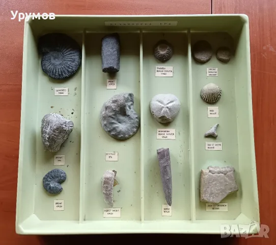 Стара палеонтологична учебна сбирка – „Фосили от Мезозойската ера“