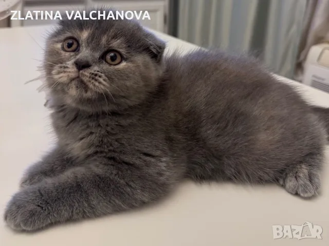 Продава се прекрасно женско котенце Шотландска клепоуха (Scottish Fold) – на 2 месеца