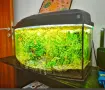 Аквариум с риби 60см и стойка, снимка 1