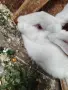 Зайци ,,Бял Великан", снимка 1
