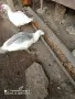 Млади Неми патици , снимка 6