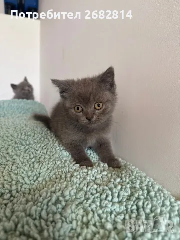 Британски котенца, снимка 4 - Британска късокосместа - 56593849