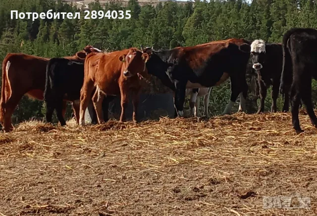 телета за клане и доугояване , снимка 2 - Крави - 56634921