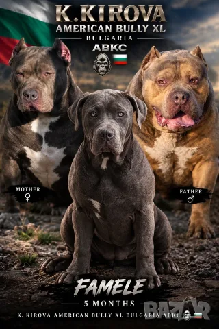 Американско були Хл American bully Xl , снимка 4 - Питбул - 56727185