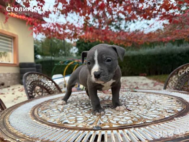 американско були ХЛ и стафордшир + стафордширски териер american bully xl готови за подарък 4 дами п