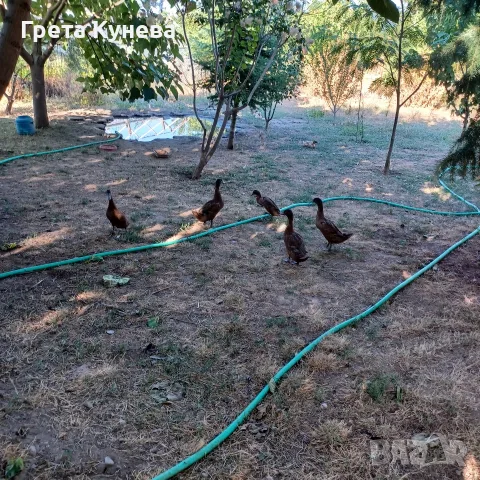 Патици Каки кембъл