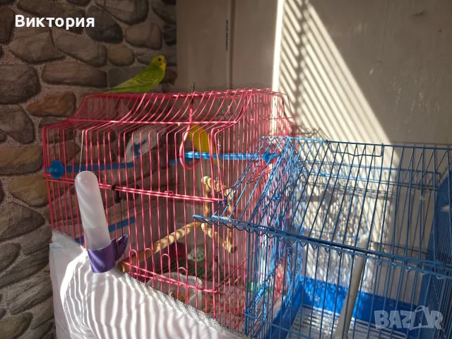 3 бр вълнисти папагали или заменям за зайче