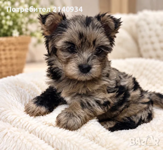 Мини Йорки Blue Merle – изключително рядка, екзотична мраморна окраска