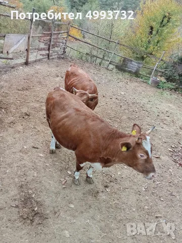 Продавам бременни юници 