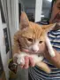 Подарявам котенца, снимка 4