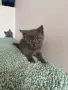 Британски котенца, снимка 4
