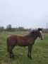 Конче на 1г продава се, снимка 2
