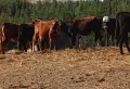 телета за клане и доугояване , снимка 2