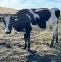 Продавам 10 Бременни Крави, снимка 10