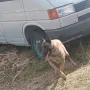 Белгийска Овчарка  , снимка 2