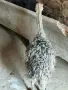 Африкански щраус, снимка 2