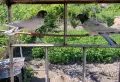 ПРОДАВАТ се ПАКИНСТАНСИ , снимка 3