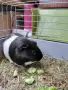 Морско свинче с клетка, снимка 4