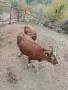 Продавам бременни юници , снимка 1