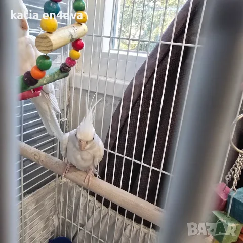 Продавам папагали 