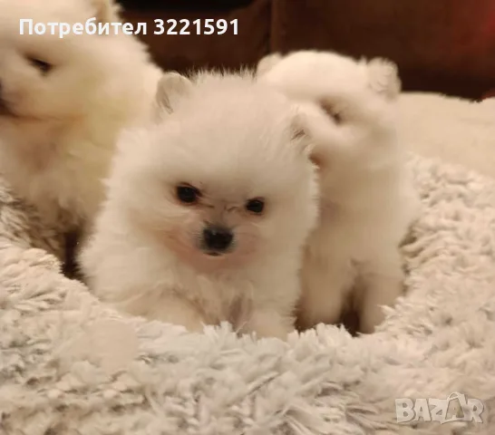 Померани мъжко и женско 