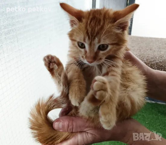 Подарявам рижо котенце - момченце на 4 месеца